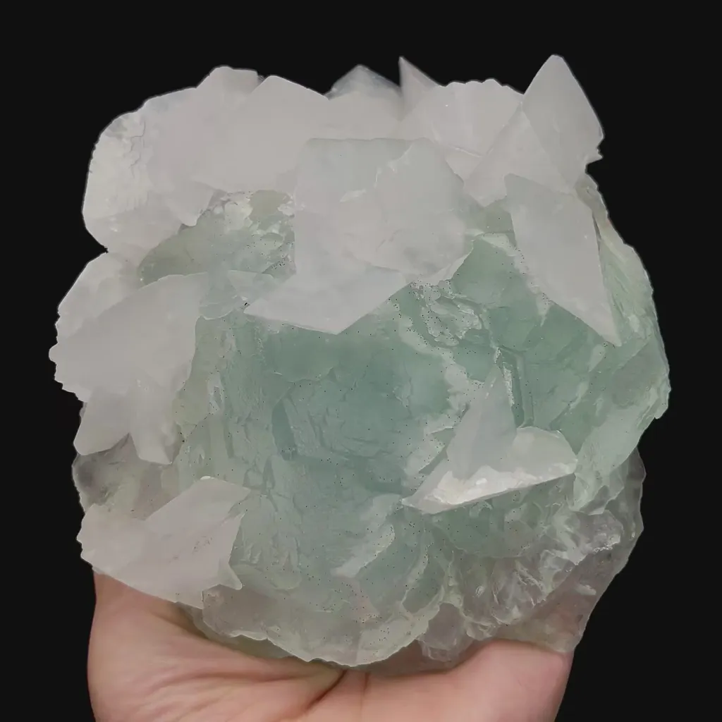 specimen video