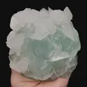 specimen video
