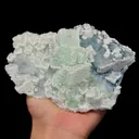 specimen video
