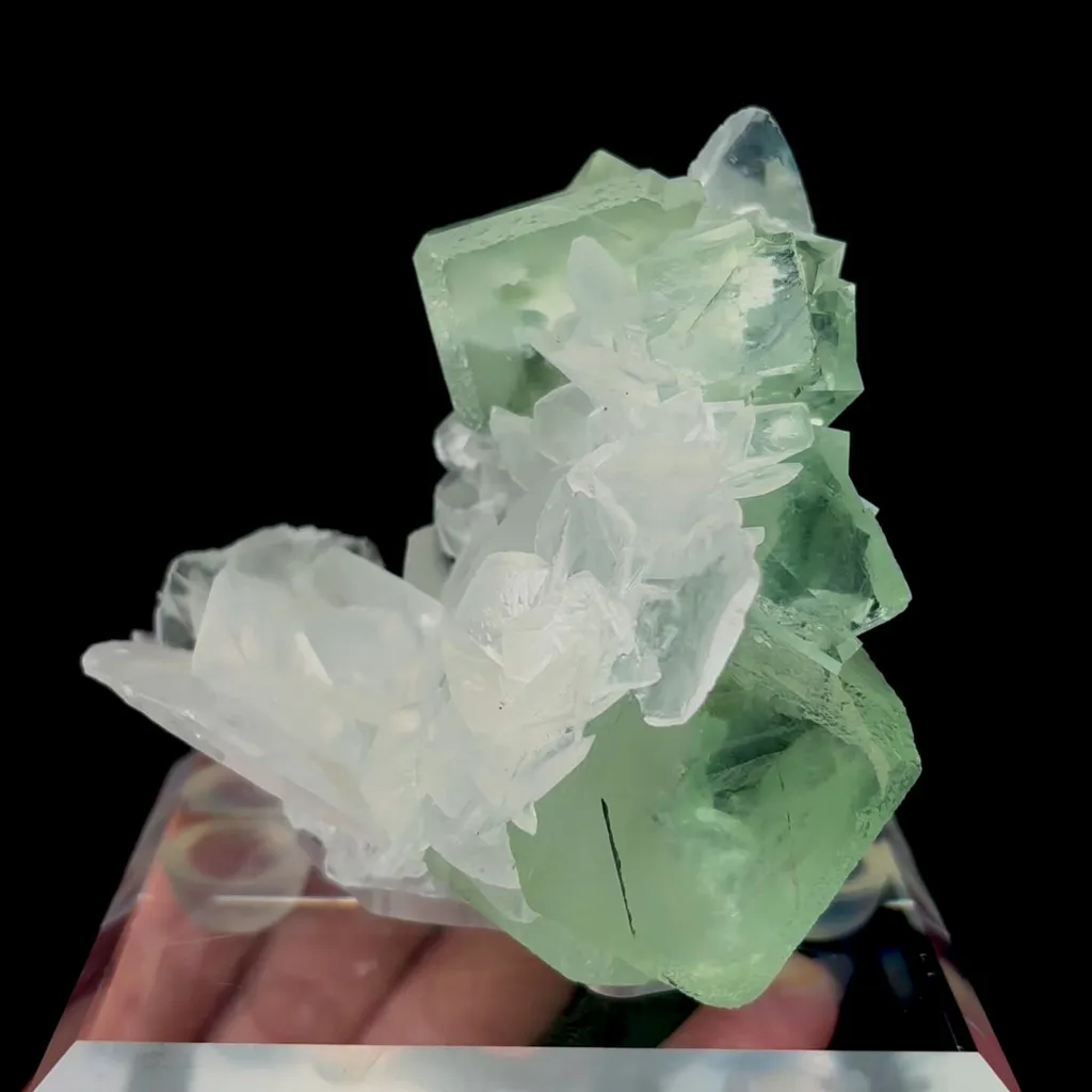 specimen video