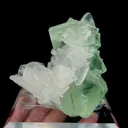 specimen video