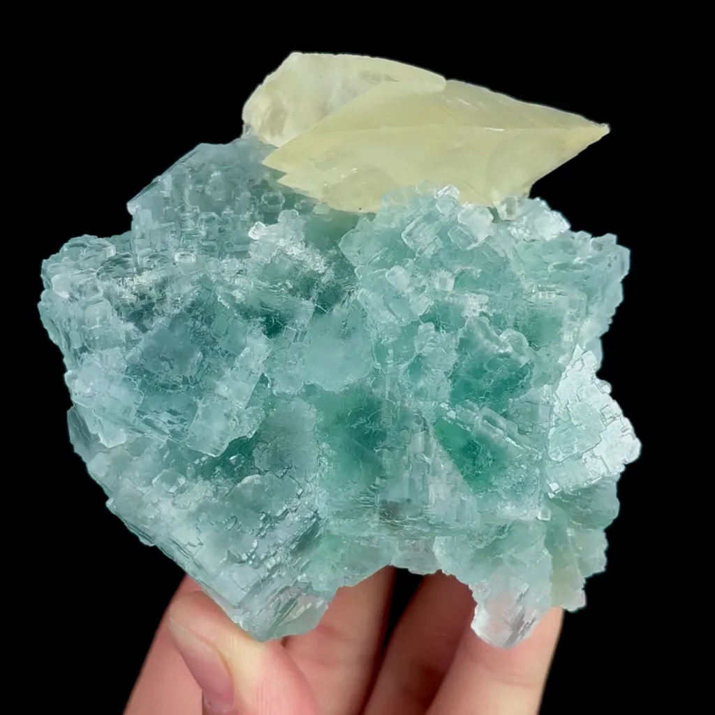 specimen video