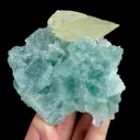 specimen video