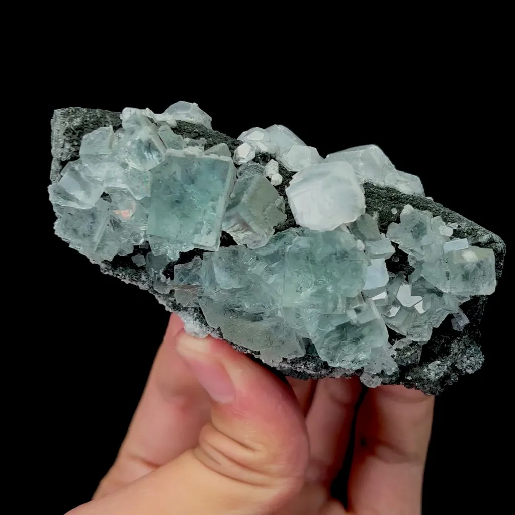 specimen video