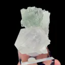 specimen video
