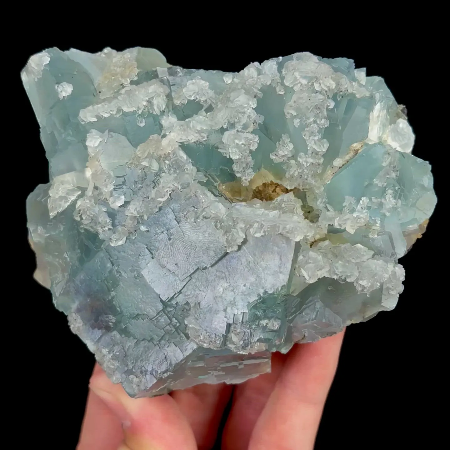 specimen video
