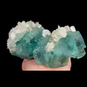 specimen video