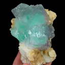 specimen video