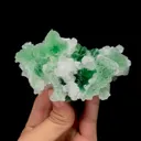 specimen video