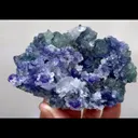 specimen video