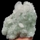 specimen video