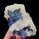 specimen video