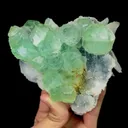 specimen video