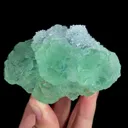 specimen video
