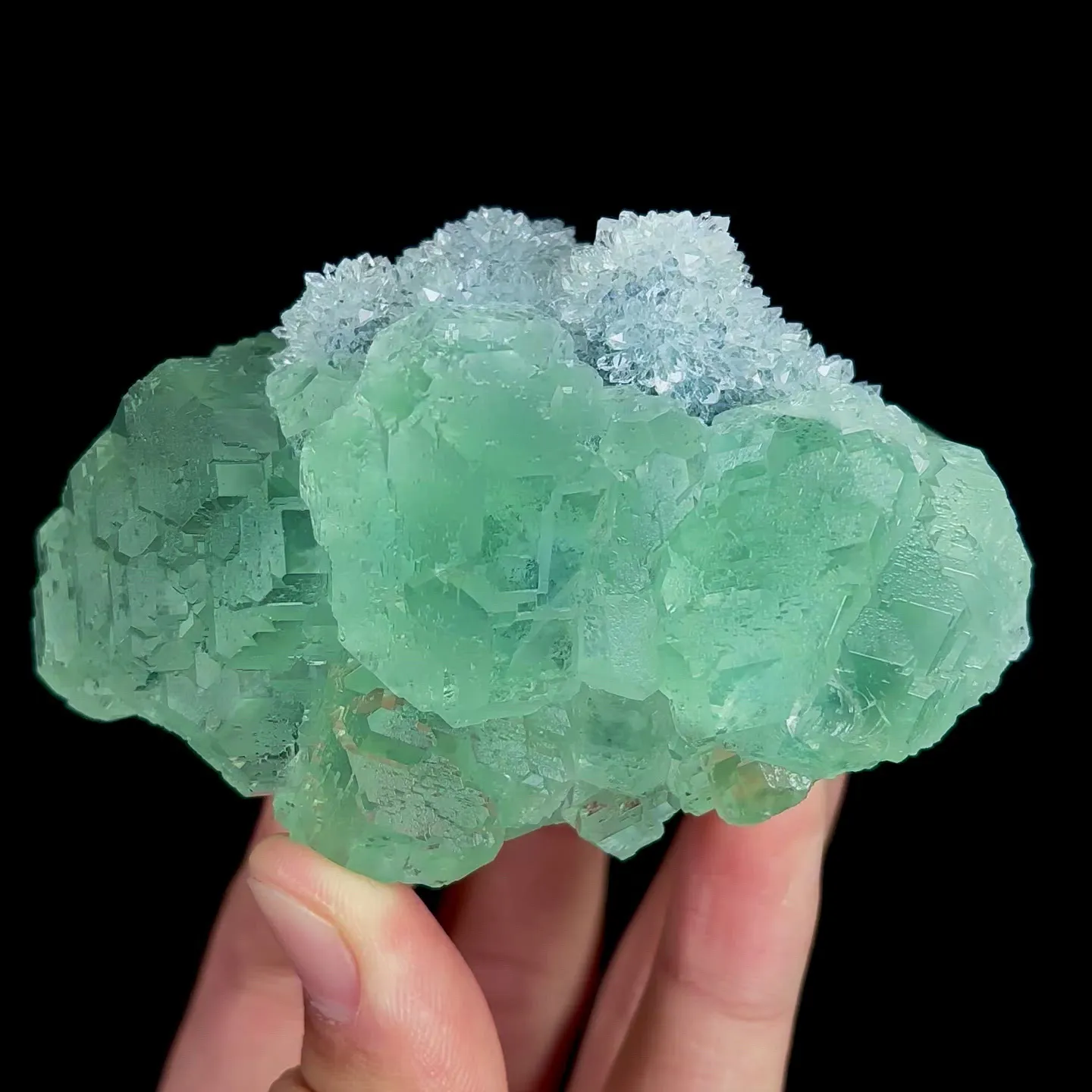 specimen video