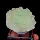 specimen video