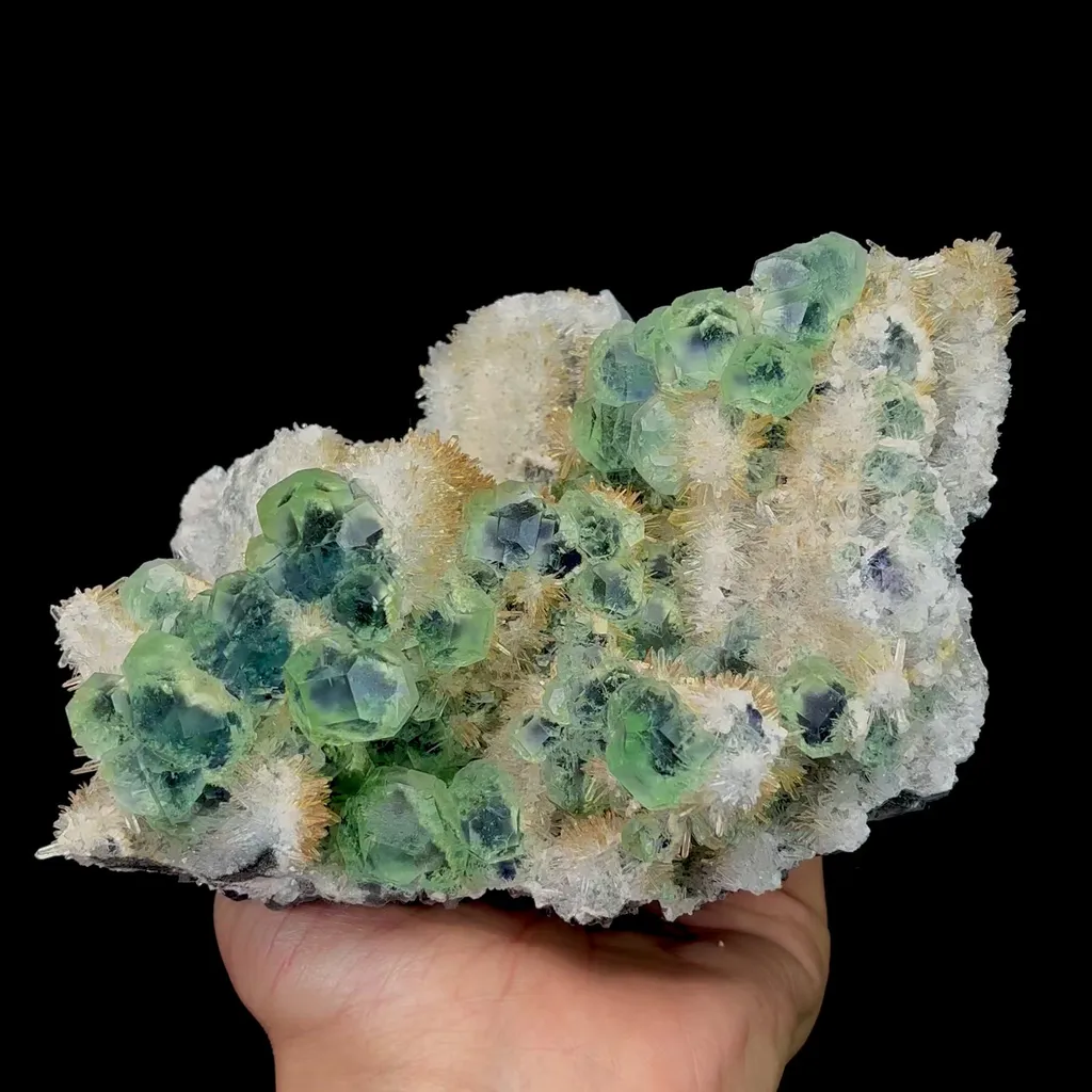 specimen video