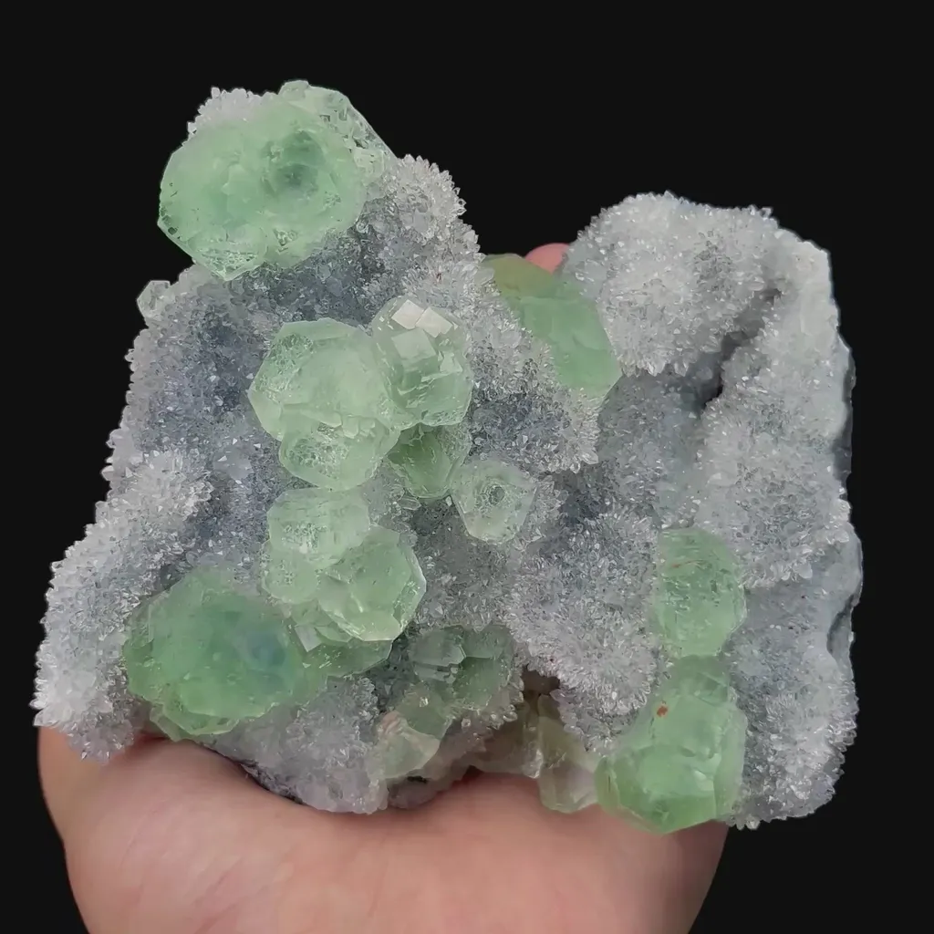 specimen video