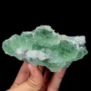 specimen video