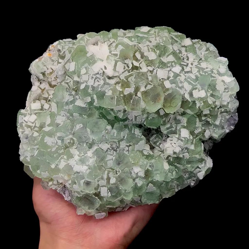 specimen video