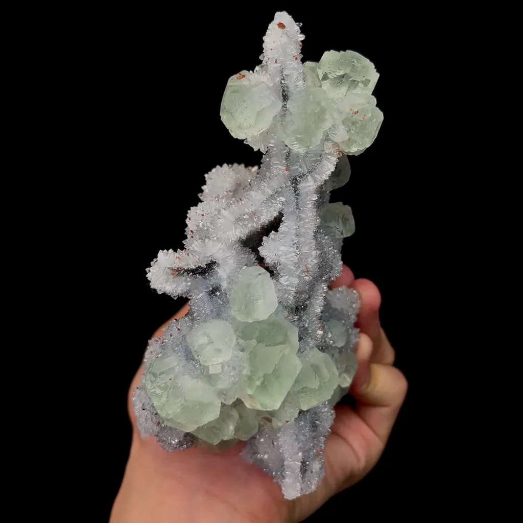 specimen video