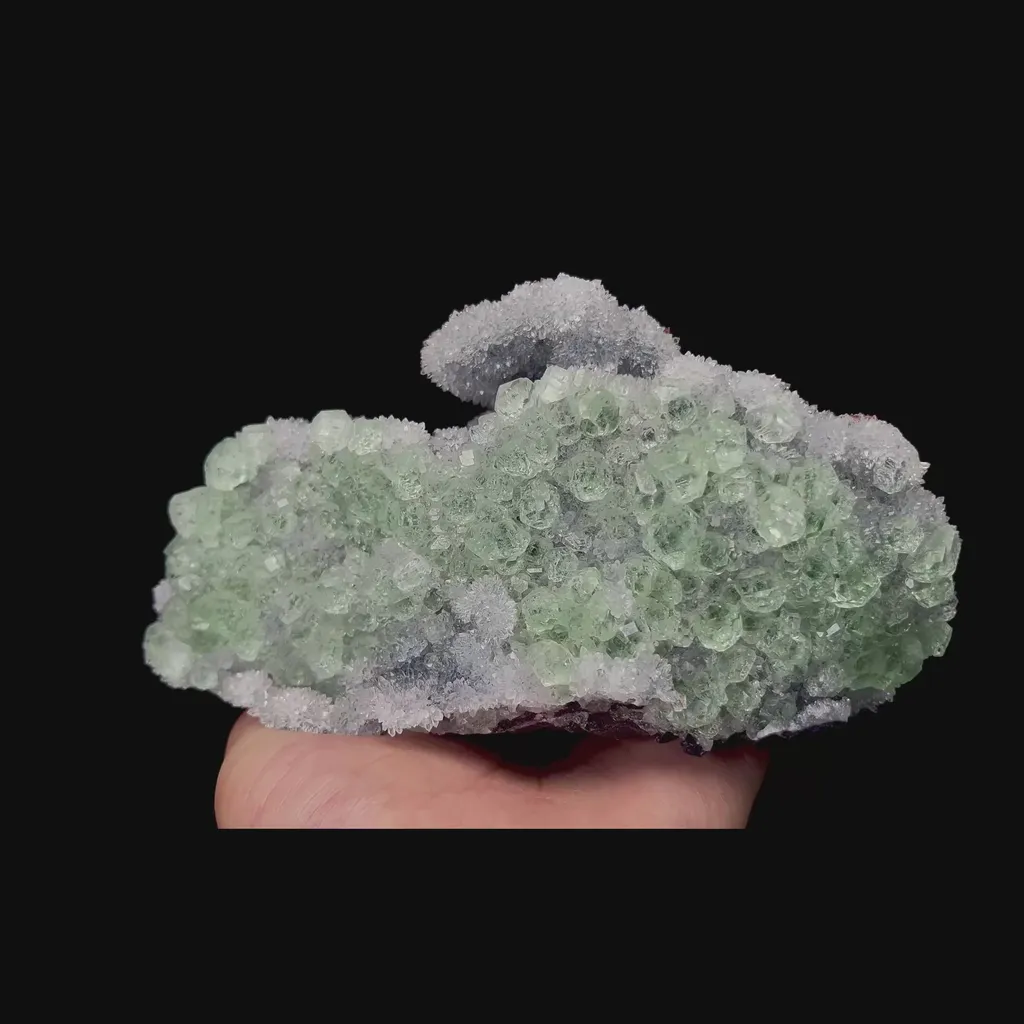 specimen video
