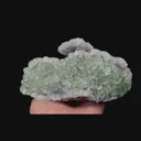 specimen video