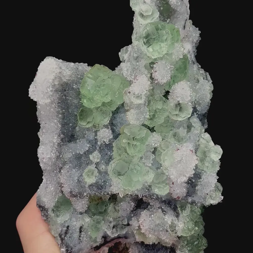 specimen video