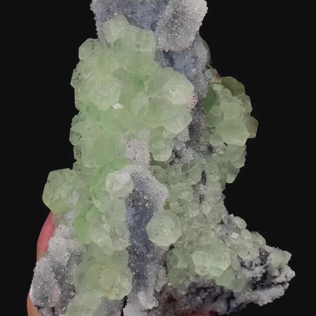 specimen video