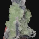 specimen video