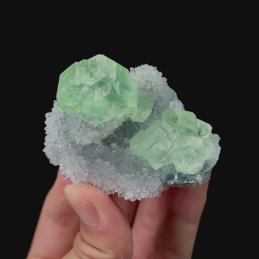 specimen video