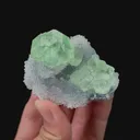 specimen video