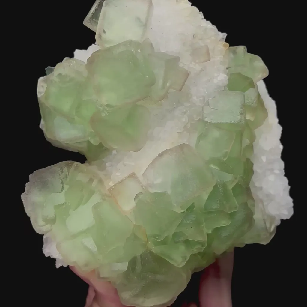 specimen video