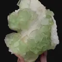 specimen video