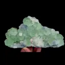 specimen video