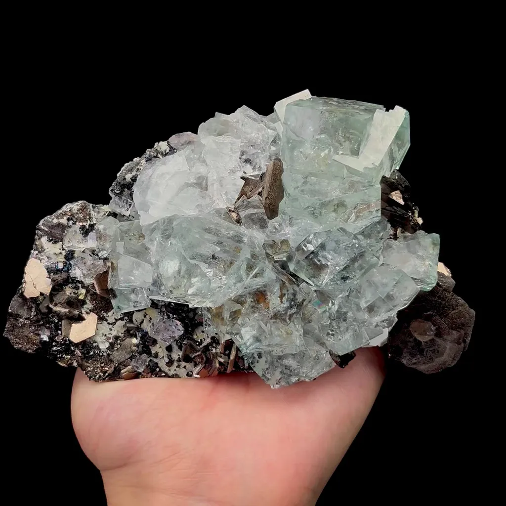 specimen video
