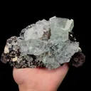 specimen video