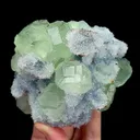 specimen video