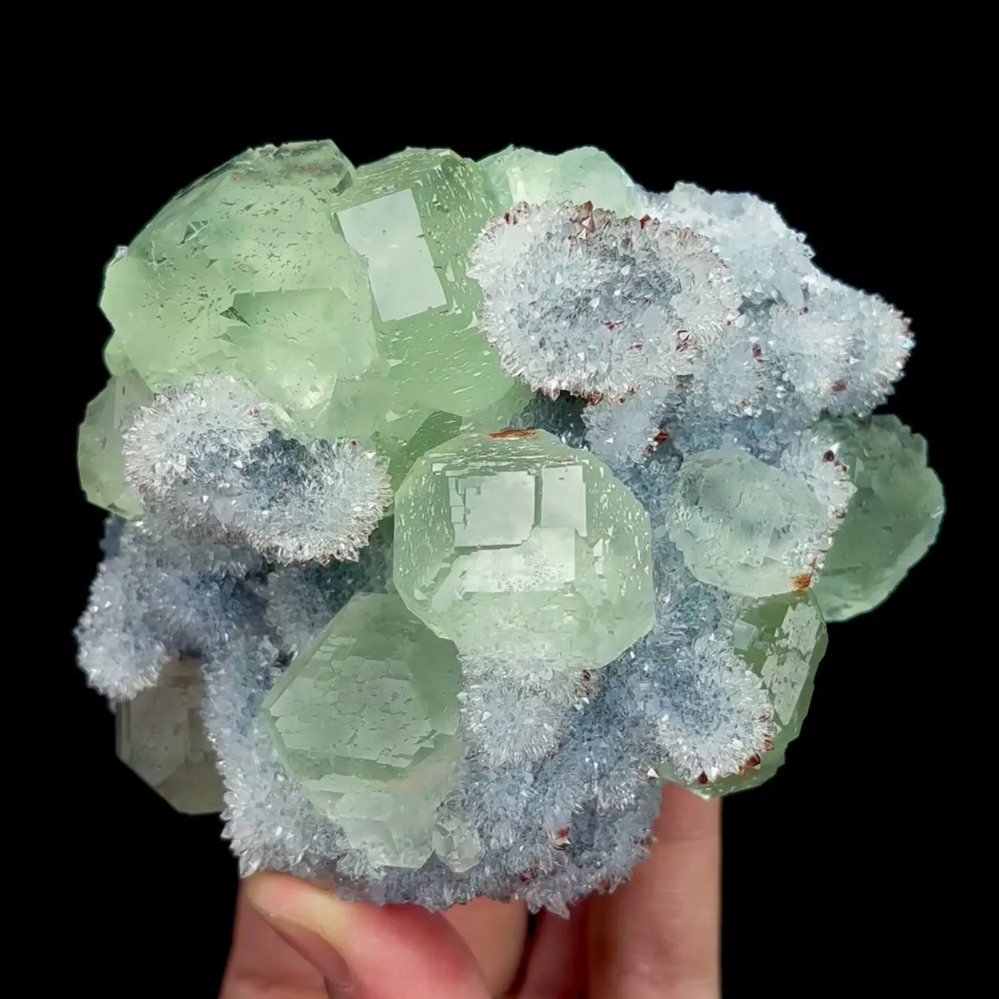 specimen video