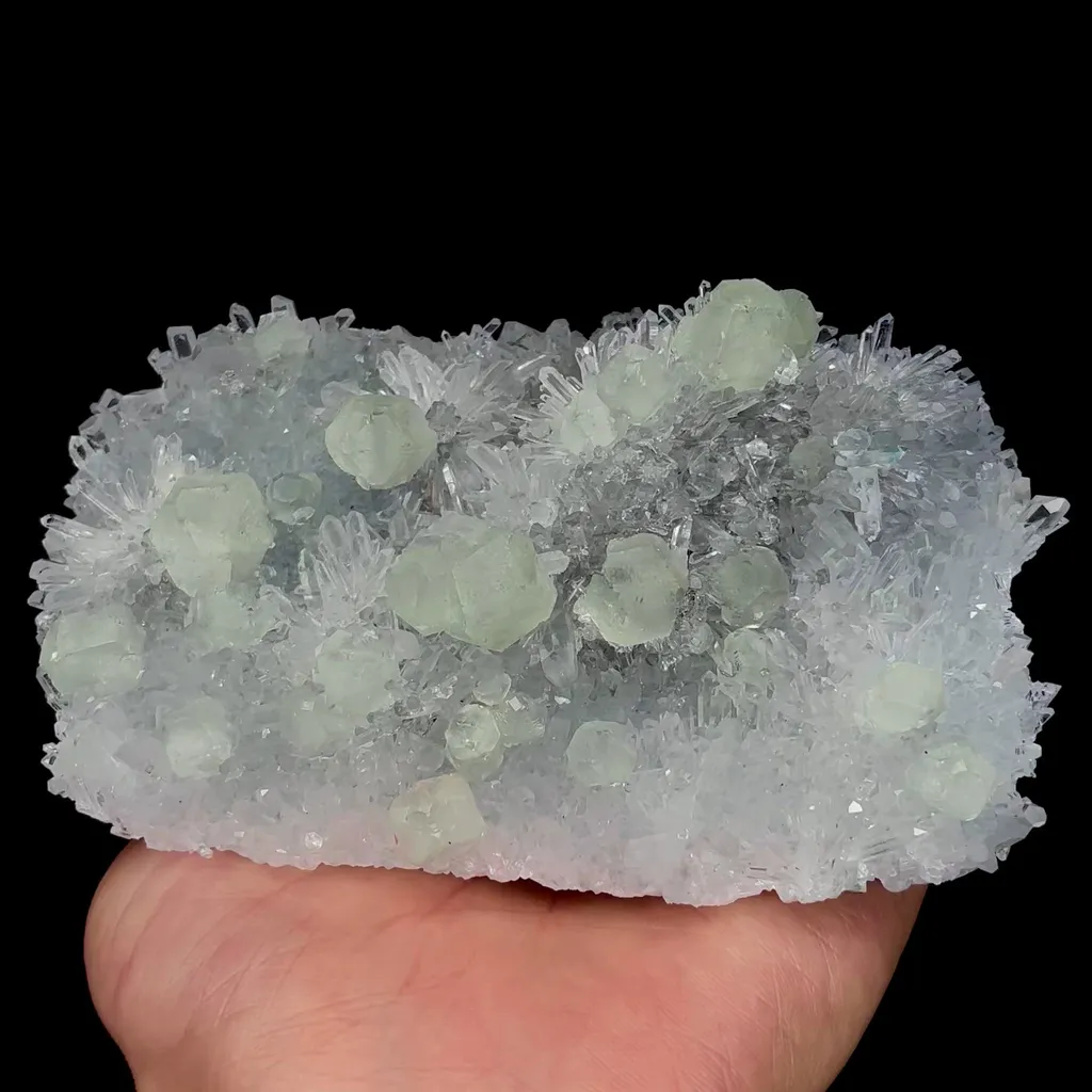 specimen video