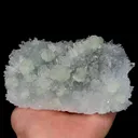 specimen video