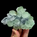 specimen video
