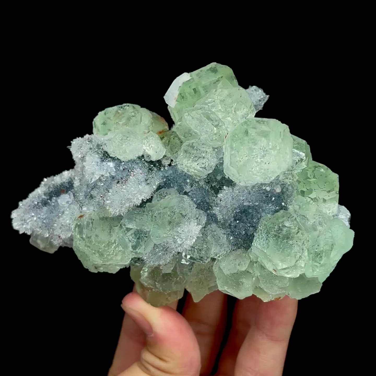 specimen video