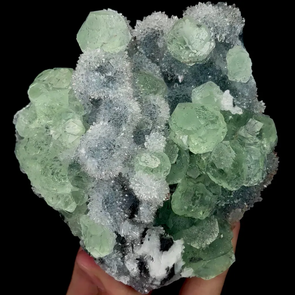 specimen video