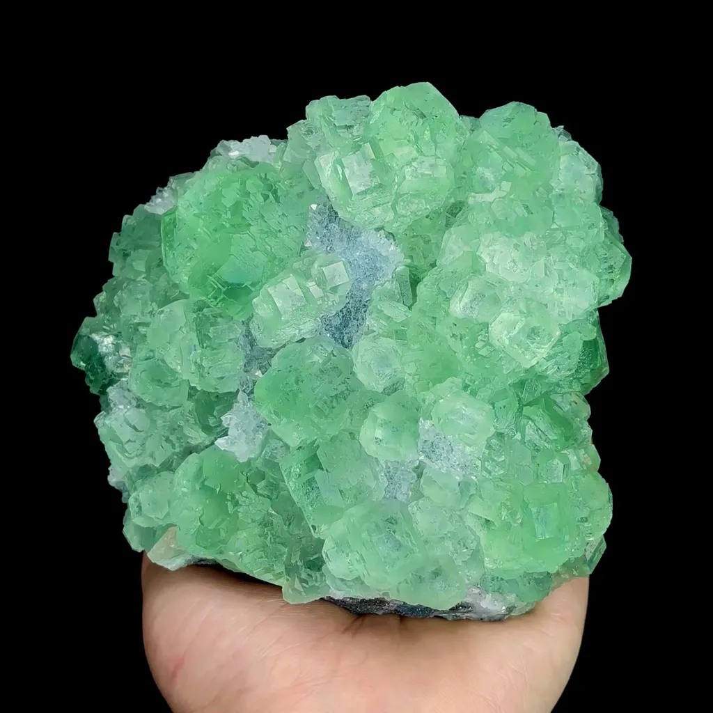 specimen video