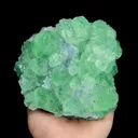 specimen video