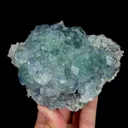 specimen video