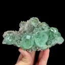 specimen video