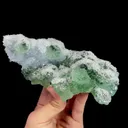 specimen video