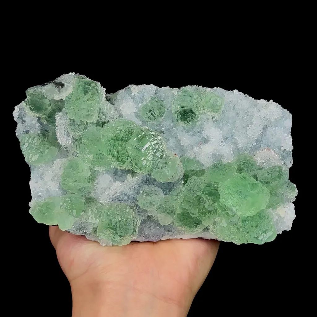 specimen video